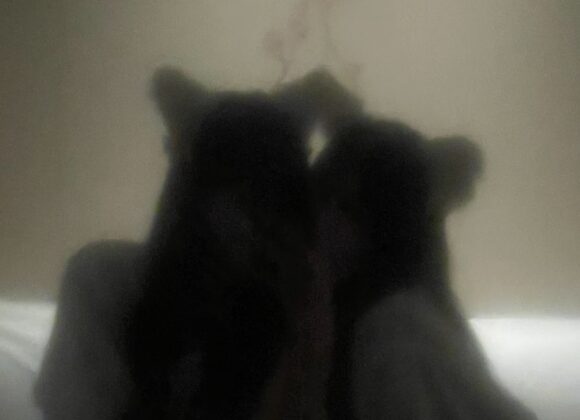 Lilixoxoles Lilixoxoles-pagina-naranja