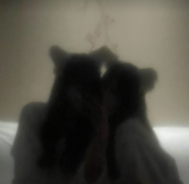 Lilixoxoles-pagina-naranja